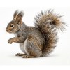 Squirrels