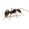 ants