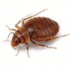bed bug ori