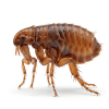 fleas