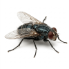 flies