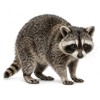 raccoons
