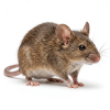 rat ori