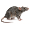 rat2