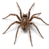 spider ori