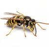 wasp ori